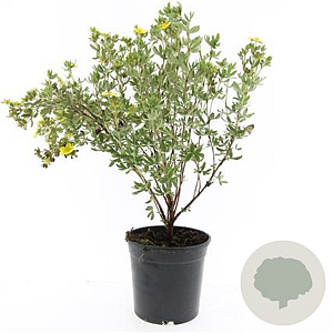 Potentilla f. 'Maanelys' GM C1.3