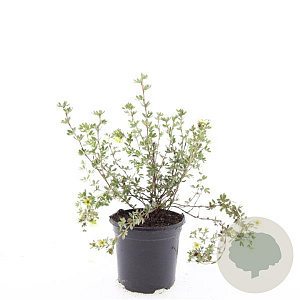 Potentilla f. 'Primrose Beauty' GM C1.3