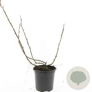 Ribes glandulosum GM C1.3