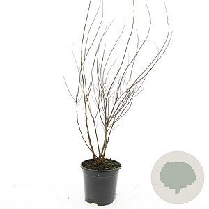 Spiraea billardii GM C1.3