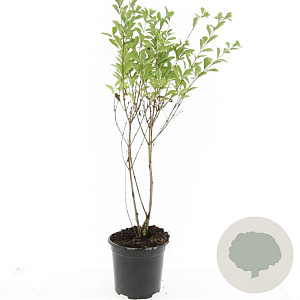 Symphoricarpos Magical Candy GM C1.3