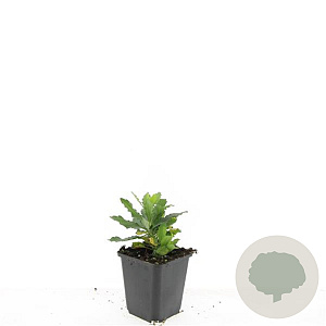 Aster ageratoides 'Ashvi' GM P9