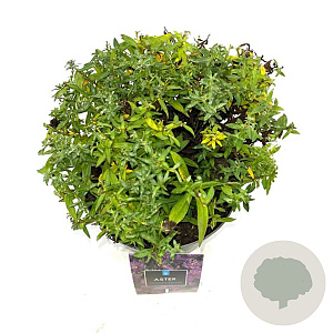 Aster 'Wood's Purple' GM 2,0L