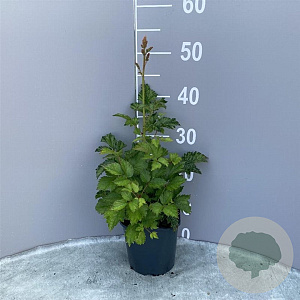 Astilbe c. 'Pumila' GM 2,0L