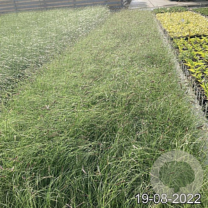 Bouteloua gracilis GM 2,0L