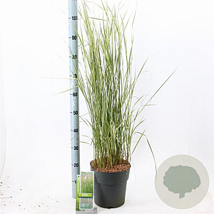 Calamagrostis acut. 'Overdam' 60-70 cm 6,5L