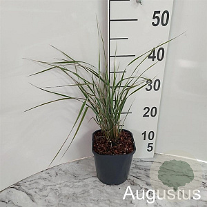 Calamagrostis acut. 'Overdam' GM 2,0L