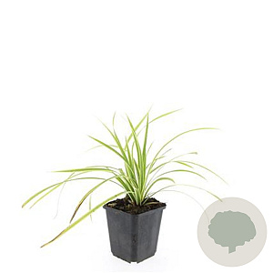 Carex morrowii 'Aureovariegata' GM P9
