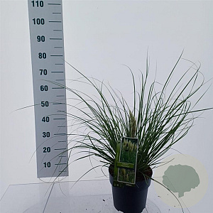 Cortaderia s. Tiny Pampa 50-60 cm 6,5L