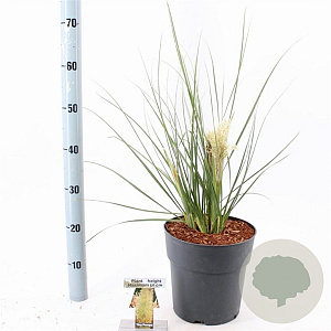 Cortaderia s. Tiny Pampa 50-60 cm 6,5L