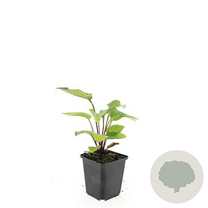 Echinacea p. 'Magnus' GM P9