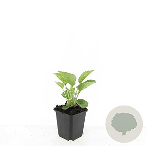 Echinacea p. 'Magnus' GM P9