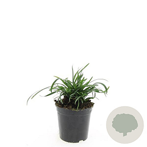 Liriope muscari 'Big Blue' GM C1.3