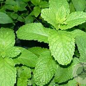 Mentha villosa 'Mojito' GM 2,0L