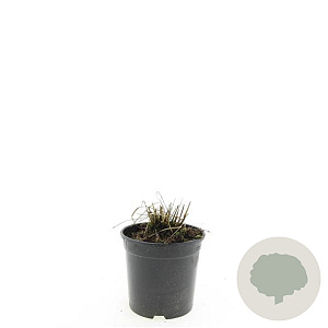 Molinia caerulea 'Heidebraut' GM C1.3