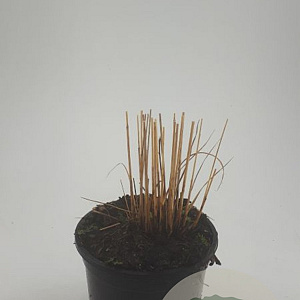 Molinia caerulea 'Heidebraut' GM C1.3