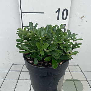 Potentilla tridentata 'Nuuk' GM C1.3