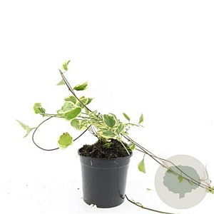 Vinca major 'Variegata' GM C1.3