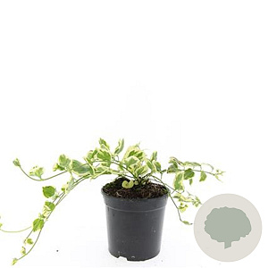 Vinca major 'Variegata' GM C1.3