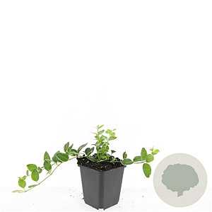 Vinca minor 'Argenteovariegata' GM P9