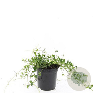 Vinca minor 'Gertrude Jekyll' GM C1.3