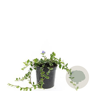 Vinca minor 'Ralph Shugert' GM C1.3