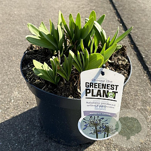 Agapanthus 'Sunfield' 30-35 cm 7,5L