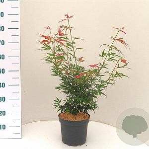 Acer pal. 'Jerre Schwartz' 50-60 cm 5,0L