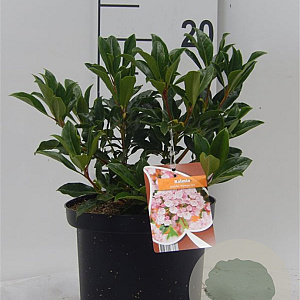 Kalmia lat. 'Ostbo Red' 25-30 cm 4,0L