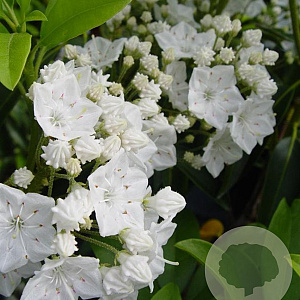 Kalmia lat. 'Snowdrift' 30-40 cm 3,0L