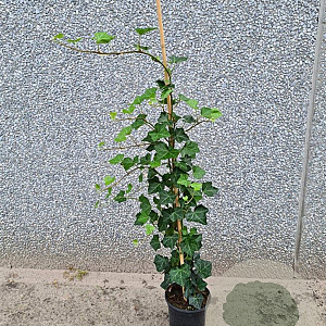 Hedera hibernica 175-200 cm 3,0L