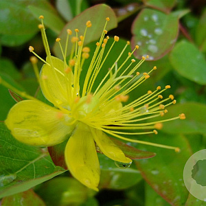 Hypericum i. 'Autumn Blaze' GM C1.3