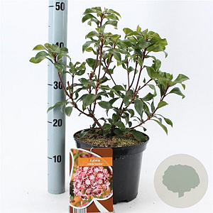 Kalmia lat. 'Bandeau' 25-30 cm 4,0L