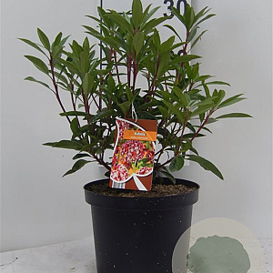 Kalmia lat. 'Kaleidoskop' 25-30 cm 4,0L