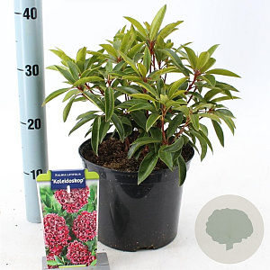 Kalmia lat. 'Kaleidoskop' 25-30 cm 4,0L