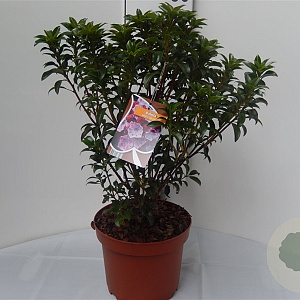 Kalmia lat. 'Little Linda' 25-30 cm 3,0L