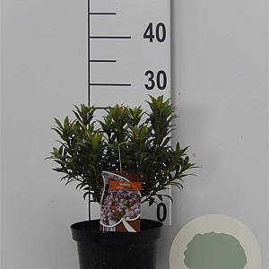 Kalmia lat. 'Minuet' 25-30 cm 3,0L