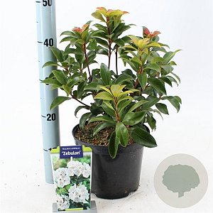 Kalmia lat. 'Zebulon' 25-30 cm 4,0L