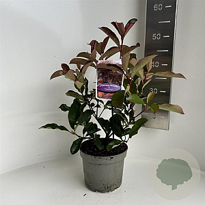 Photinia fraseri 'Camilvy' 20-30 cm 2,0L