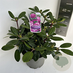 Rhododendron (Y) 'Blurettia' 30-40 cm 5,0L