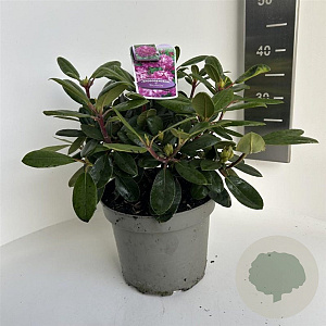Rhododendron (Y) 'Blurettia' 30-40 cm 5,0L