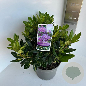 Rhododendron 'Goldflimmer' 30-40 cm 5,0L
