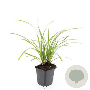 Carex morrowii 'Ice Dance' GM P9