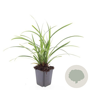 Carex morrowii 'Ice Dance' GM P9