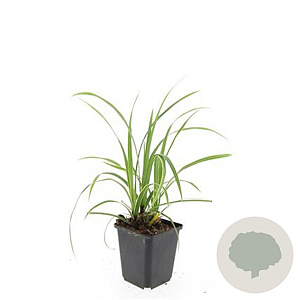 Carex morrowii 'Ice Dance' GM P9