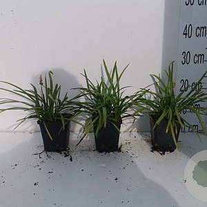 Liriope muscari 'Big Blue' GM P9