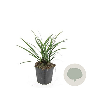 Liriope muscari 'Big Blue' GM P9