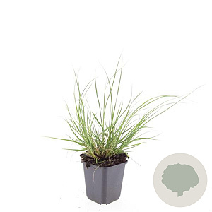 Pennisetum al. 'Hameln' GM P9