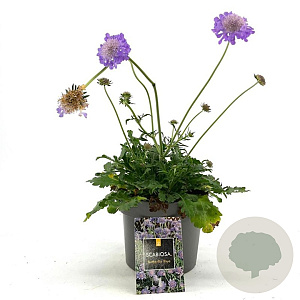 Scabiosa col. 'Butterfly Blue' GM 2,0L