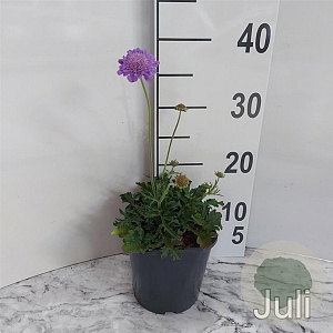 Scabiosa col. 'Butterfly Blue' GM 2,0L